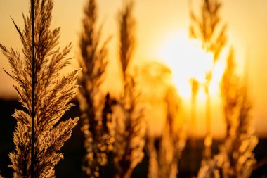 Akşamları çimen ve gün batımı