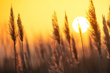 Tarlada gün batımı