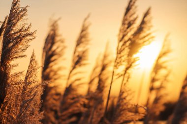 Karlı güzel kış manzarası