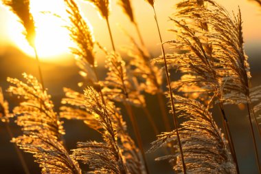 Akşam güneşi çimen