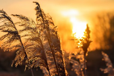Kışın günbatımında çimenler
