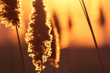 Tarlada güzel bir gün batımı