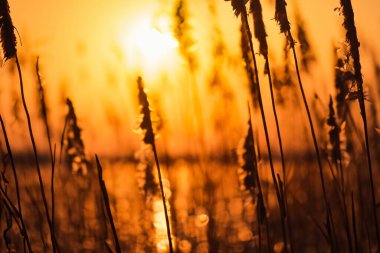 altın çimenler ve günbatımı arka planı