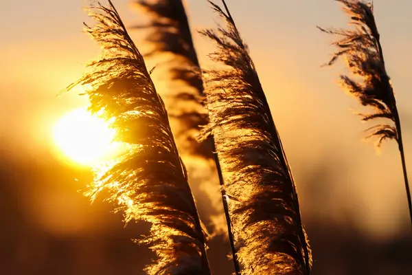 Sahada güzel bir gün batımı. Doğa, sonbahar, sonbahar, mevsim, doğa arka planı