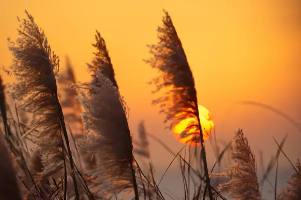 sunset in the field