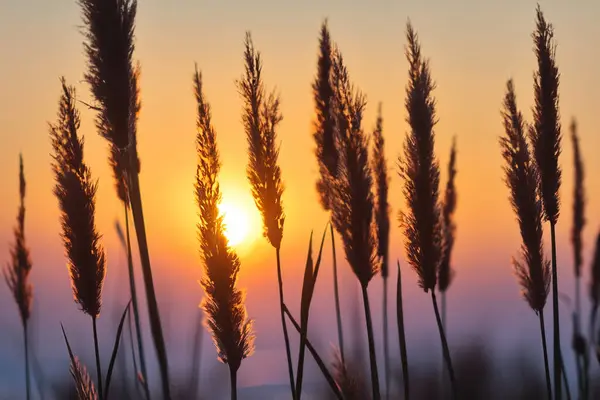 Tarlada gün batımı
