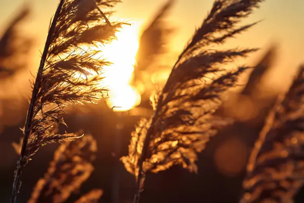 Beautiful Golden Grass Background Sunset Royalty Free Stock Images