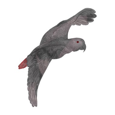 Uçan Jacco papağanı, düz çizim
