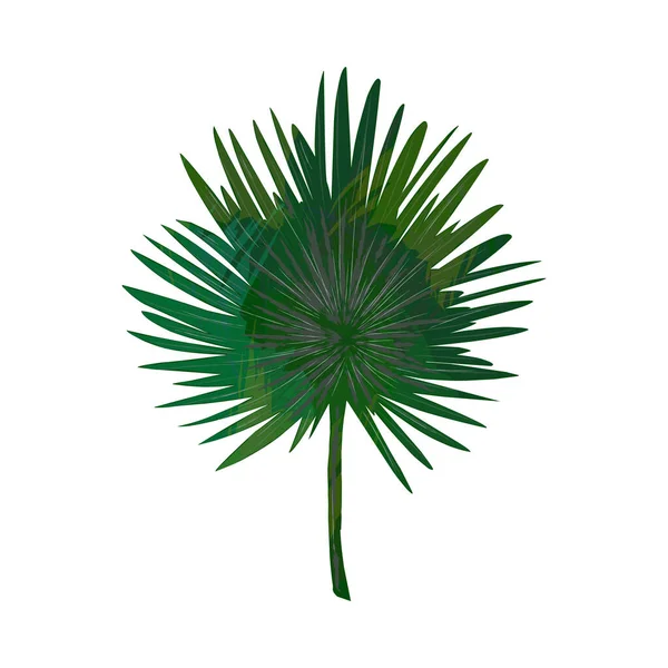 Пальмовий Тропічний Лист Текстурою — стоковий вектор