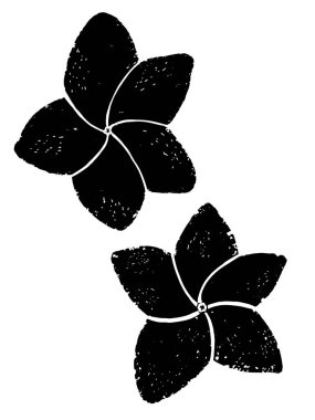 Plumeria, egzotik çiçekleri şekillendirdi. Linocut tarzında elle çizilmiş bir resim. Tasarım için siyah vektör ögesi