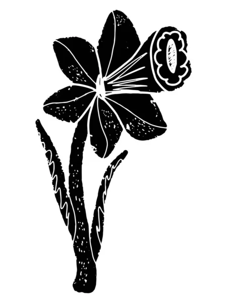 Narcissus Flower Stylized Flower Hand Drawn Illustration Linocut Style Black — Stock Vector
