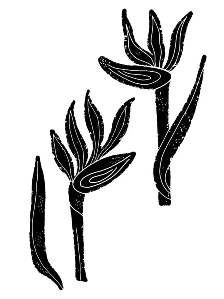 Bird Paradise Stylized Exotic Flower Hand Drawn Illustration Linocut Style — Stock Vector