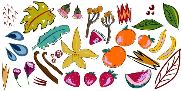Exotic Tropical Set Fruits Flowers Leaves Vector Set Elements Collection — Stock Vector