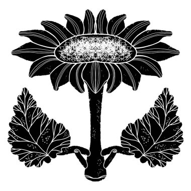Ayçiçeği. Grafikler, linocut, doku. Vektör ögesi.