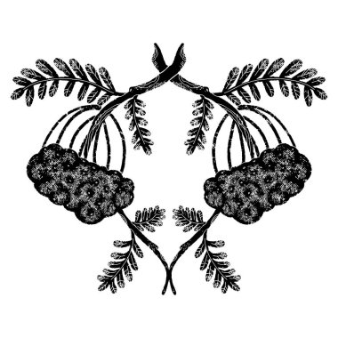 Rowan dallarının bileşimi. Siyah element, pürüzlü yüzey, grunge deseni, linocut stili, İskandinav tarzı. Country tarzı, halk sanatı. Elementleri kes. Vektör tasarım ögesi.
