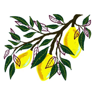 Yapraklı bir dalda limonlar. Çizgi film stili, kalem, boya kalemi dokusu, pastel, guaj. Vektör kümesi, elementlerin koleksiyonu.