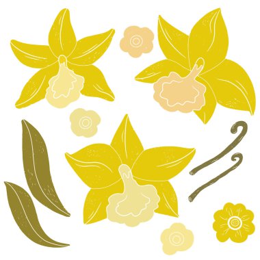 Vanilya orkidesi çiçekleri ve yaprakları. Tropik egzotik bir set. Doku vektörü elementleri