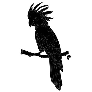 Kakadu Doğal Görünüm Siyah Vektör Siluet Tasarımı Elementi