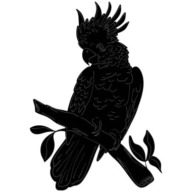 Kakadu Doğal Görünüm Siyah Vektör Siluet Tasarımı Elementi