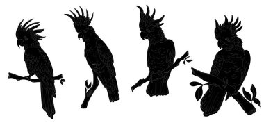 Papağan Doğal görünüm Siyah vektör siluet tasarım ögesi