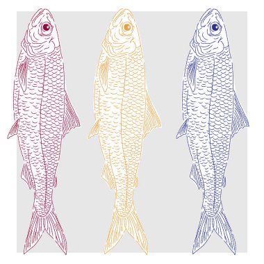 Üç farklı renkte sardalya balığı. Akdeniz elementleri, egzotik tropikal. Çizim elemanları ile desenli illüstrasyon, el çizimi