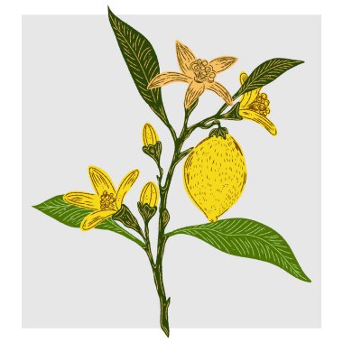 Dala konmuş limon. Akdeniz elementi, egzotik tropikal. Elle çizilmiş taslak ögeleri ile desenli illüstrasyon