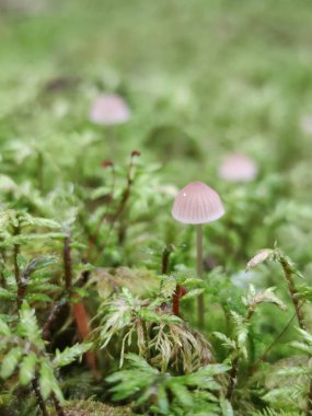 Mantar ve yosunları kapatın.