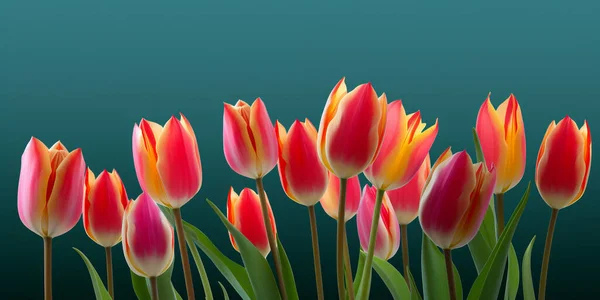 Färgglada Tulpaner Grön Bakgrund Blommor Vårblommor Kvinnodagen Blommigt Bröllopskort Inbjudan — Stockfoto