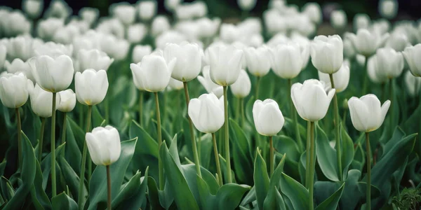 Bílé Tulipány Zeleném Pozadí — Stock fotografie
