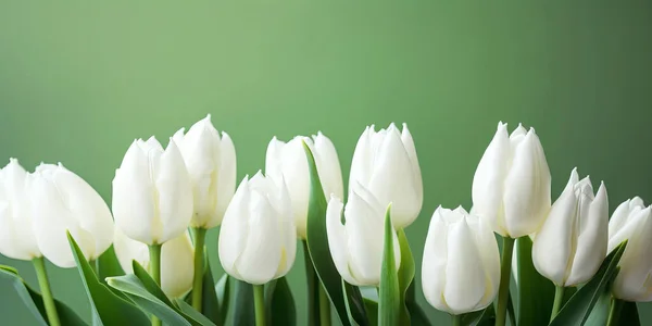 White Tulips Green Background — Stock Photo, Image