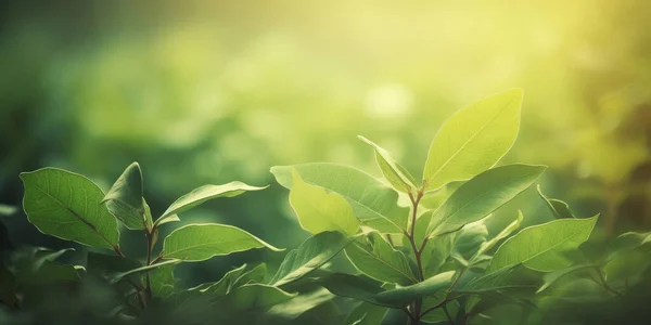 Příroda Zelených Listů Zahradě Létě Přírodní Zelené Listy Rostliny Použití — Stock fotografie