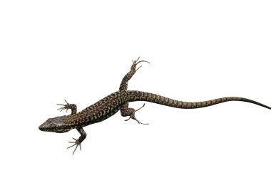 Eine Mauereidechse auf weissem Hintergrund