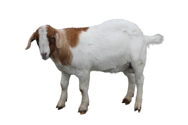 Eine Ziege Auf Weissem Hintergrund — Zdjęcie stockowe