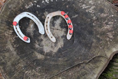 Uğur kuşu ve at nalı ağaç gövdesinde