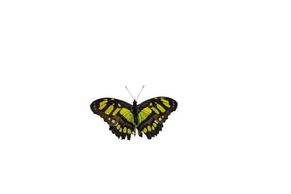 Papillon Malachite Sur Fond Blanc — Photo