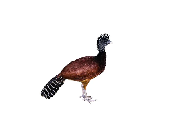 Brown Turkey White Background — Stock Photo, Image