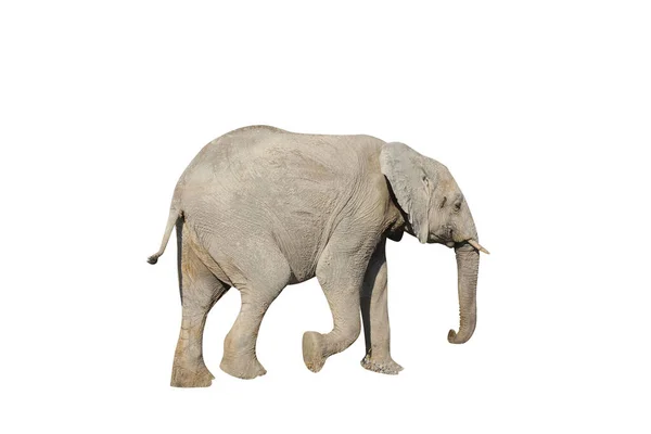 Fiatal Elefánt Fehér Háttér — Stock Fotó