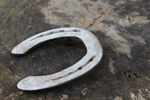 stock image Horseshoe on a tree trunk