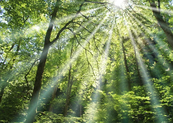 Sun Shines Deciduous Forest Royalty Free Stock Photos