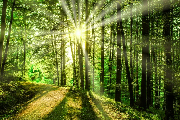 Sun Shines Deciduous Forest Stock Picture