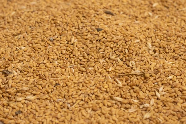 Фон Пшеничных Зерен Пшеничные Зерна Крупным Планом Зерновой Фон — стоковое фото
