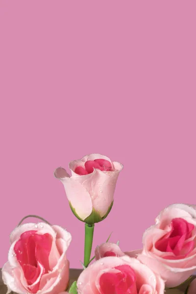 Beautiful pink roses on pink background, valentine\'s day background, Closeup