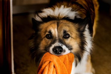 Köpek evde battaniyesiyle oynuyor.