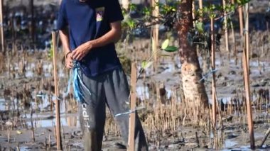 Tarakan, Endonezya. 06 26 2022: Gönüllüler bir araya gelerek 26 Haziran 2022 'de Endonezya' nın Tarakan kentinde, Mangrove yeniden ağaçlandırma projesinde genç bir ağaç diktiler..