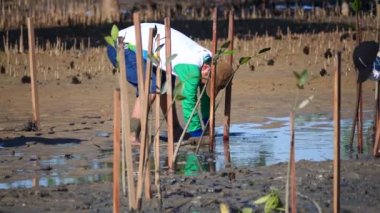 Tarakan, Endonezya. 06 26 2022: Gönüllüler bir araya gelerek 26 Haziran 2022 'de Endonezya' nın Tarakan kentinde, Mangrove yeniden ağaçlandırma projesinde genç bir ağaç diktiler..
