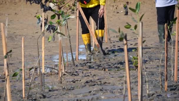 Vrijwilligers Komen Samen Planten Jonge Bomen Diepe Modder Mangrove Herbebossingsproject — Stockvideo