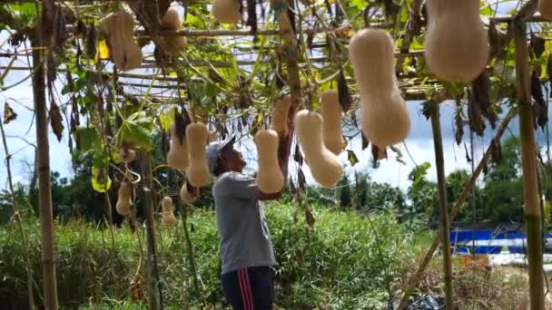 Tarakan Indonésia Julho 2022 Fazendeiro Indonésio Pegando Pelotão Manteiga Madura — Vídeo de Stock