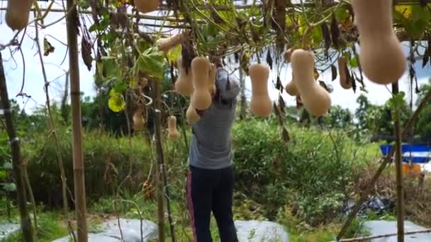 インドネシアのタラカン 2022年7月6日 2022年7月6日にインドネシアのタラカンで熟したバターナット隊を摘んでいるインドネシアの農家の男性 庭でカボチャを選ぶ男庭師 — ストック動画