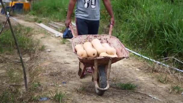 Τάρακαν Ινδονησία Ιούλιος 2022 Ένας Ινδονήσιος Αγρότης Μαζεύει Ώριμα Φυστίκια — Αρχείο Βίντεο