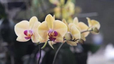 Seçici odak noktası Phalaenopsis sp., Hindistan 'da yaygın olarak ay orkidesi ya da güve orkidesi olarak bilinen ve Endonezya' da Anggrek bulan olarak bilinen